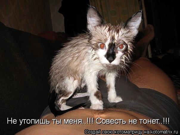 Котоматрица: Не утопишь ты меня..!!! Совесть не тонет..!!!