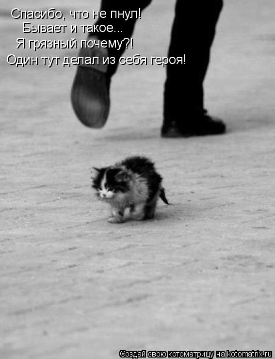 Котоматрица: Спасибо, что не пнул! Бывает и такое... Я грязный почему?! Один тут делал из себя героя!