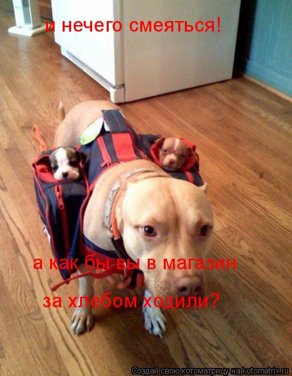 Котоматрица: и нечего смеяться! а как бы вы в магазин за хлебом ходили?