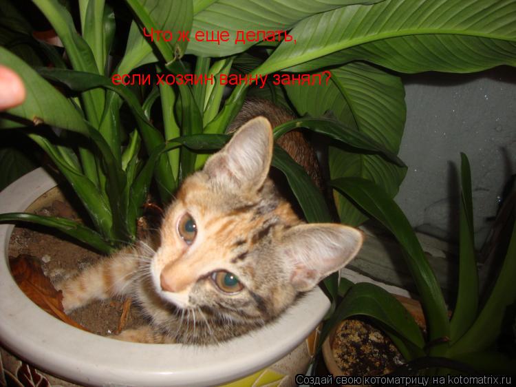 Котоматрица: Что ж еще делать, если хозяин ванну занял?