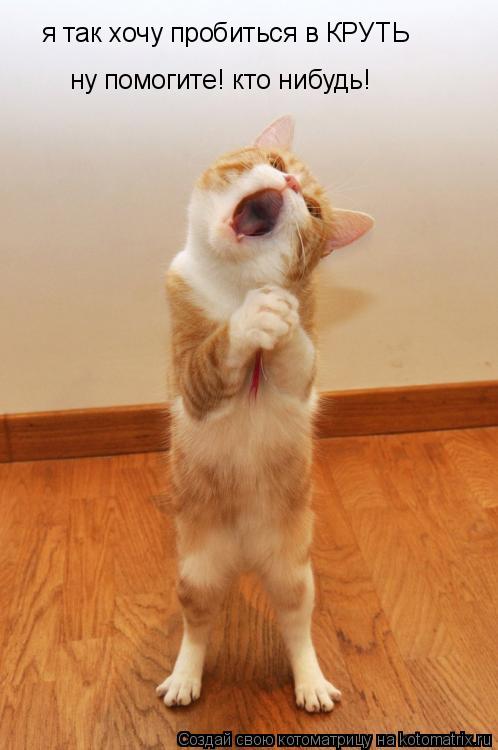 Котоматрица: я так хочу пробиться в КРУТЬ ну помогите! кто нибудь!