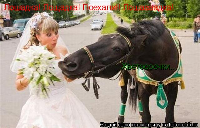 Котоматрица: Лошадка! Лощадка! Поехали!! Лошаааадка! Хветоооочки...
