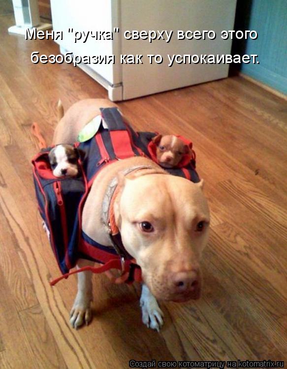 Котоматрица: Меня "ручка" сверху всего этого  безобразия как то успокаивает.