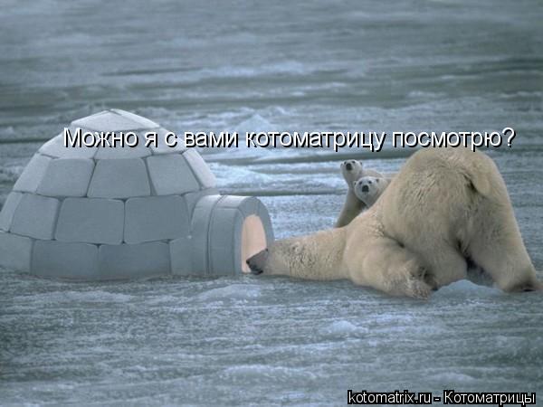 Котоматрица: Можно я с вами котоматрицу посмотрю?