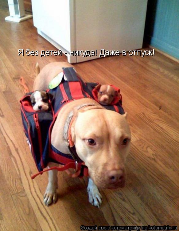 Котоматрица: Я без детей - никуда! Даже в отпуск!