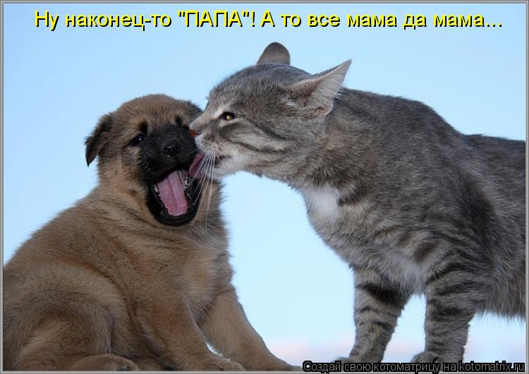 Котоматрица: Ну наконец-то "ПАПА"! А то все мама да мама...