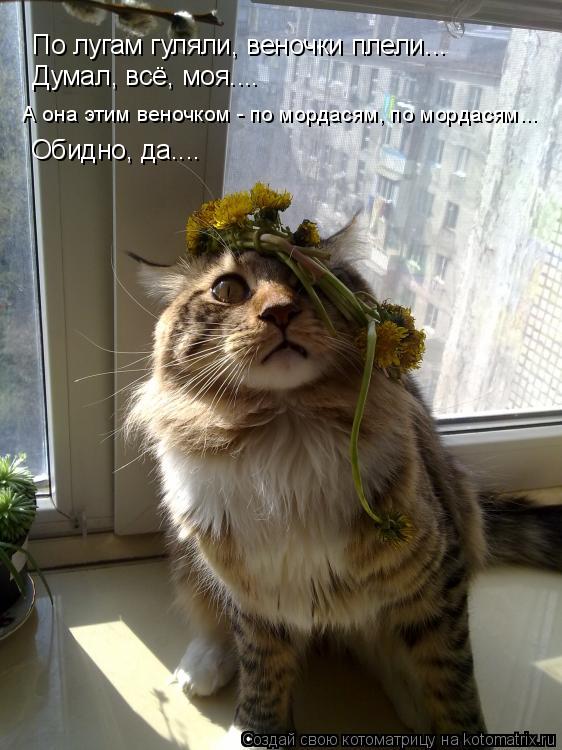 Котоматрица: По лугам гуляли, веночки плели... Думал, всё, моя.... А она этим веночком - по мордасям, по мордасям... Обидно, да....