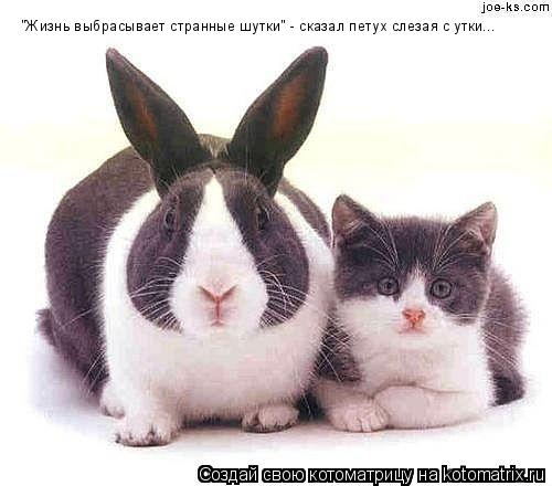 Котоматрица: "Жизнь выбрасывает странные шутки" - сказал петух слезая с утки...