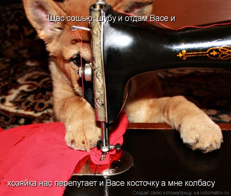 Котоматрица: Щас сошью  шубу и отдам Васе и хозяйка нас перепутает и Васе косточку а мне колбасу