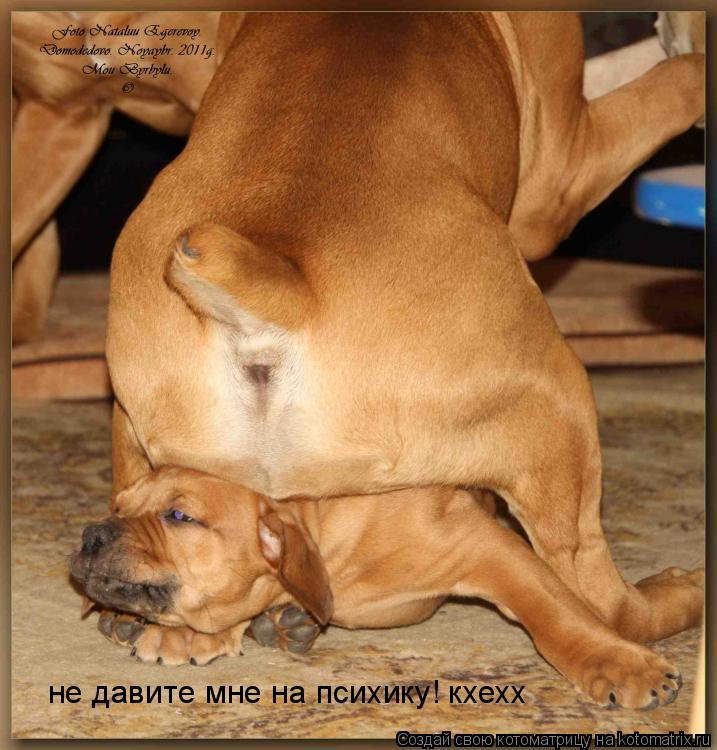 Котоматрица: не давите мне на психику! кхехх