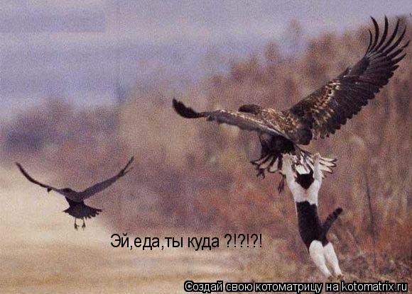 Котоматрица: Эй,еда,ты куда ?!?!?!