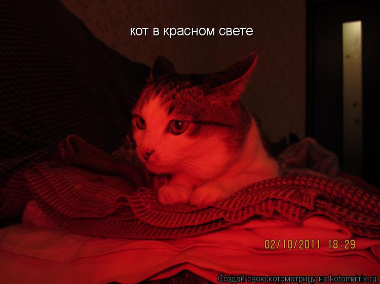 Котоматрица: кот в красном свете