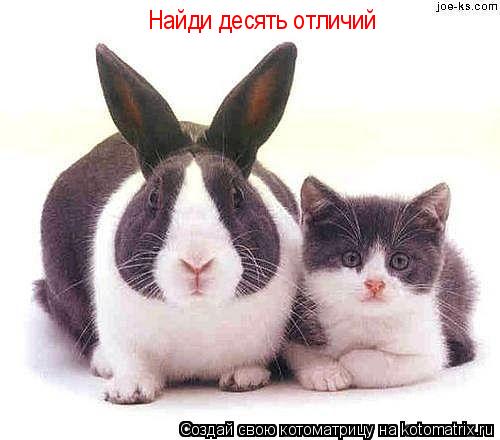 Найди десять отличий... Котоматрица: Найди десять отличий