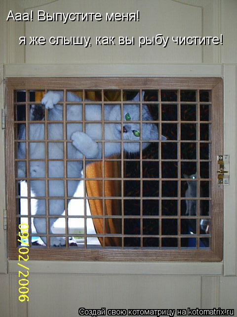 Котоматрица: Ааа! Выпустите меня!  я же слышу, как вы рыбу чистите!