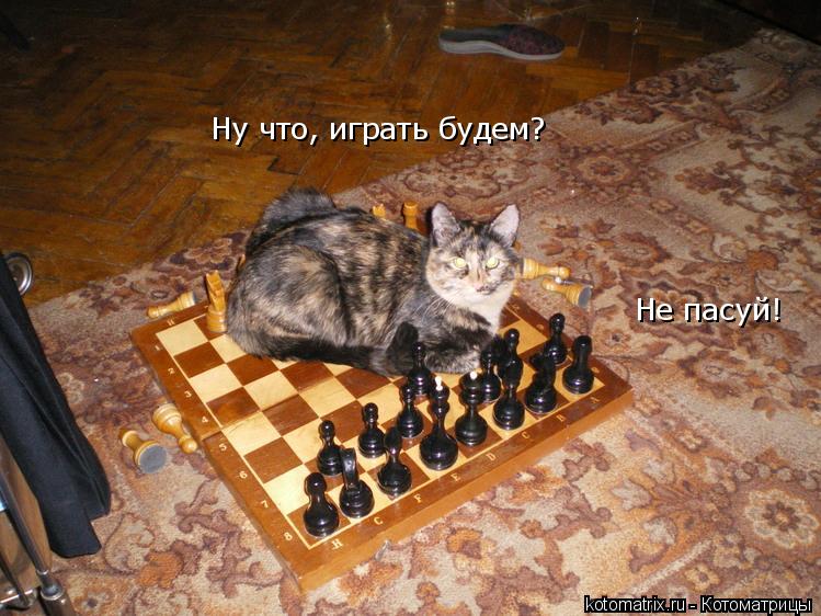 Котоматрица: Ну что, играть будем? Не пасуй!