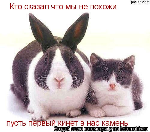 Кто сказал что мы не похожи пусть первый кинет в нас камень... Котоматрица: Кто сказал что мы не похожи пусть первый кинет в нас камень