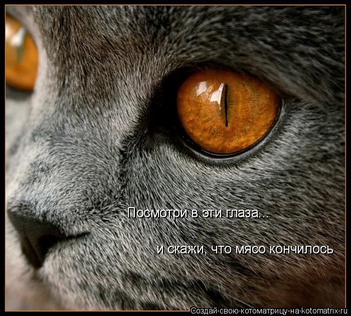 Посмотри в эти глаза... и скажи, что мясо кончилось... Котоматрица: Посмотри в эти глаза... и скажи, что мясо кончилось