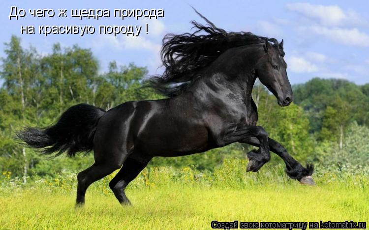 До чего ж щедра природа на красивую породу !... Котоматрица: До чего ж щедра природа на красивую породу !