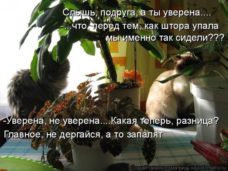 Слышь, подруга, а ты уверена.... ...что, перед тем, как штора упала мы именно так сидели??? -Уверена,... Котоматрица: Слышь, подруга, а ты уверена.... ...что, перед тем, как штора упала мы именно так сидели??? -Уверена, не уверена....Какая теперь, разница? Главное, н
