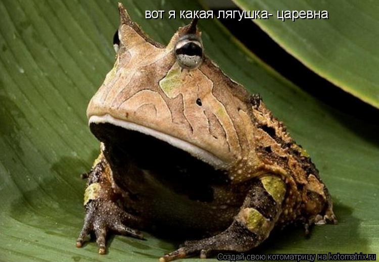 вот я какая лягушка- царевна... Котоматрица: вот я какая лягушка- царевна