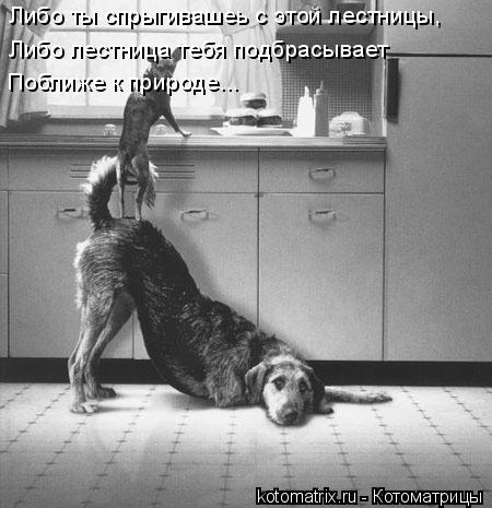 Либо ты спрыгивашеь с этой лестницы, Либо лестница тебя подбрасывает Поближе к природе...... Котоматрица: Либо ты спрыгивашеь с этой лестницы, Либо лестница тебя подбрасывает Поближе к природе...