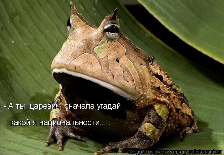 Котоматрица: - А ты, царевич, сначала угадай какой я национальности.....
