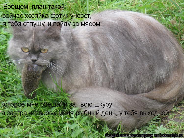 Котоматрица: Вобщем, план такой: сейчас хозяйка фотик унесет,  я тебя отпущу, и пойду за мясом,  которое мне обещали за твою шкуру, а завтра четверг-у меня р