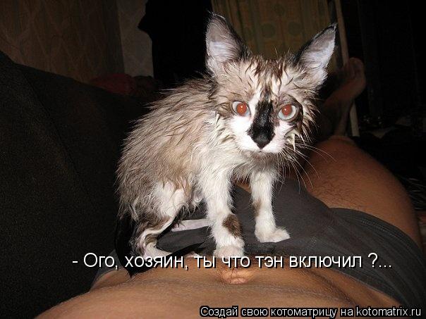 Котоматрица: - Ого, хозяин, ты что тэн включил ?...