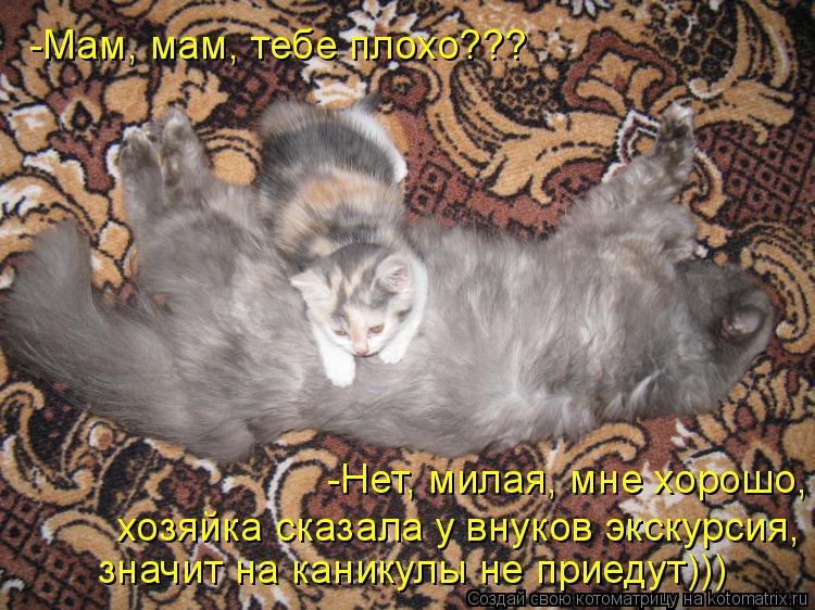 Котоматрица: -Мам, мам, тебе плохо??? -Нет, милая, мне хорошо, значит на каникулы не приедут))) хозяйка сказала у внуков экскурсия,