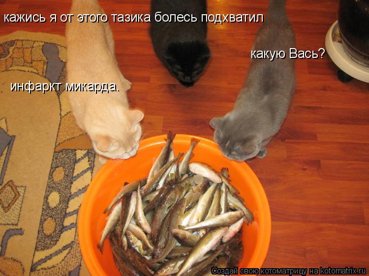 кажись я от этого тазика болесь подхватил какую Вась? инфаркт микарда.... Котоматрица: кажись я от этого тазика болесь подхватил какую Вась? инфаркт микарда.