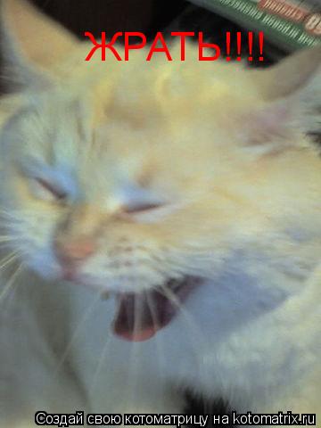 Котоматрица: ЖРАТЬ!!!!