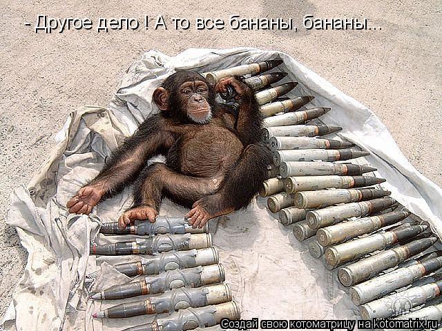 Котоматрица: - Другое дело ! А то все бананы, бананы...