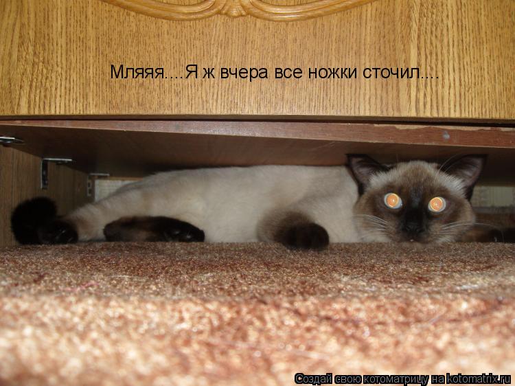 Котоматрица: Мляяя....Я ж вчера все ножки сточил....