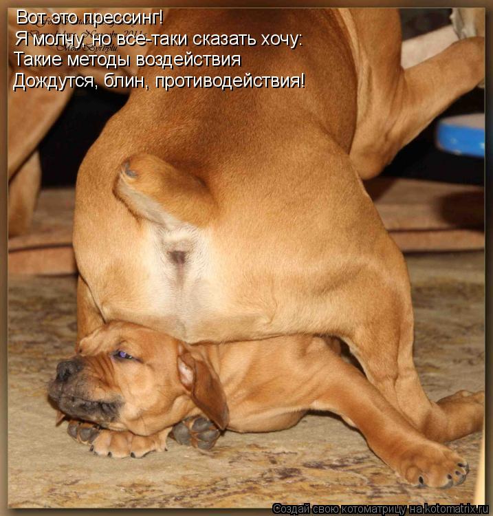 Котоматрица: Вот это прессинг! Я молчу, но все-таки сказать хочу: Такие методы воздействия Дождутся, блин, противодействия!