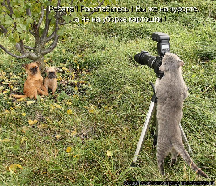Котоматрица: - Ребята ! Расслабьтесь ! Вы же на курорте, а не на уборке картошки !