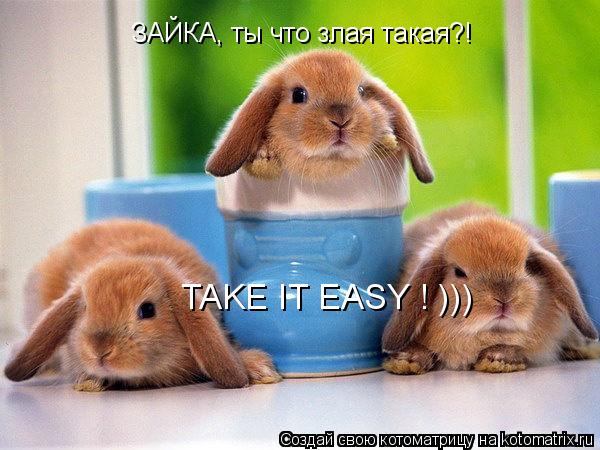 Котоматрица: ЗАЙКА, ты что злая такая?!  TAKE IT EASY ! )))