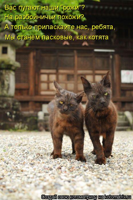 Котоматрица: Вас пугают наши "рожи"? На разбойничьи похожи? А только приласкайте нас, ребята, Мы станем ласковые, как котята