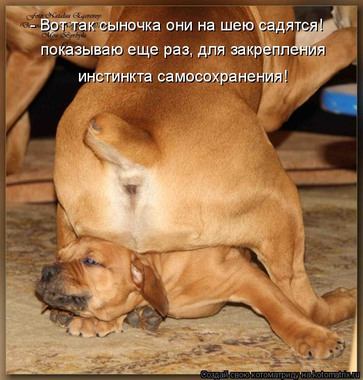 - Вот так сыночка они на шею садятся! показываю еще раз, для закрепления инстинкта самосохранения!... Котоматрица: - Вот так сыночка они на шею садятся! показываю еще раз, для закрепления инстинкта самосохранения!