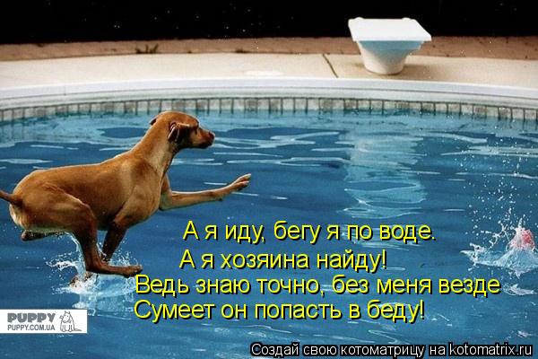 Котоматрица: А я иду, бегу я по воде. А я хозяина найду! Ведь знаю точно, без меня везде Сумеет он попасть в беду!