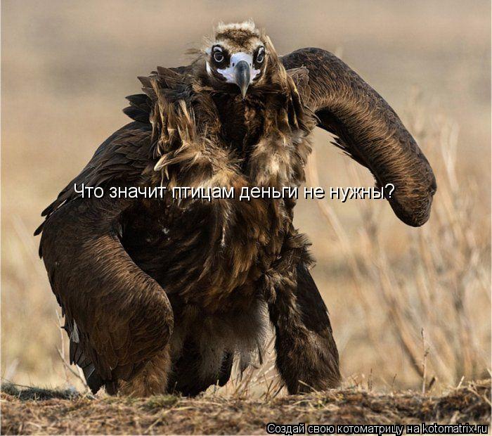 Котоматрица: Что значит птицам деньги не нужны?