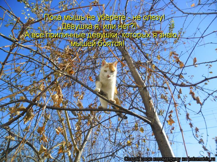 Котоматрица: Пока мышь не уберете - не слезу! Девушка я, или нет?! А все приличные девушки, которых я знаю, мышей боятся!