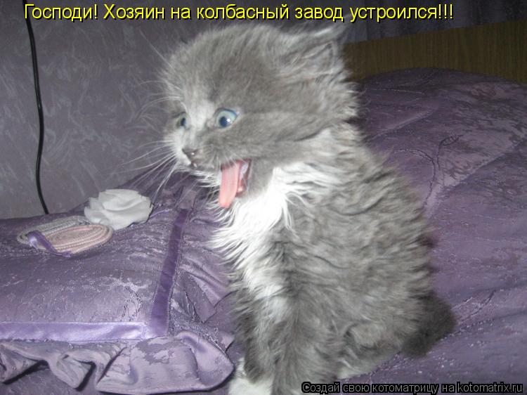 Котоматрица: Господи! Хозяин на колбасный завод устроился!!!