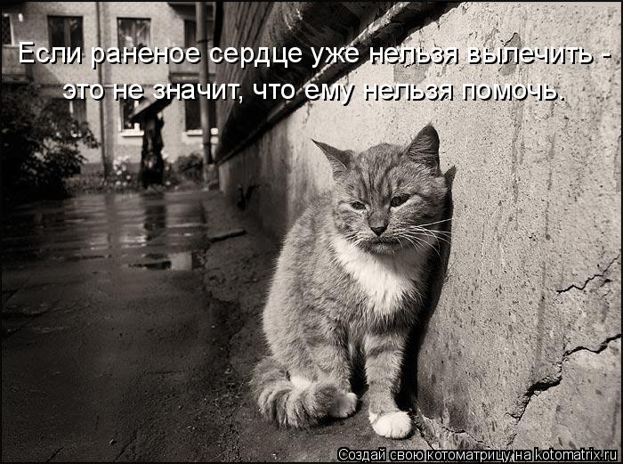 Если раненое сердце уже нельзя вылечить - это не значит, что ему нельзя помочь.... Котоматрица: Если раненое сердце уже нельзя вылечить - это не значит, что ему нельзя помочь.
