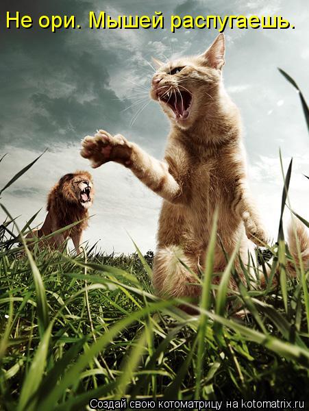 Котоматрица: Не ори. Мышей распугаешь.