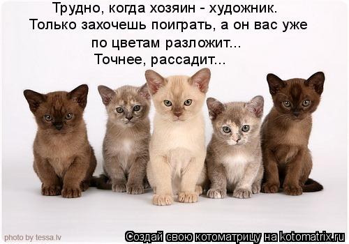 Котоматрица: Трудно, когда хозяин - художник. Только захочешь поиграть, а он вас уже по цветам разложит... Точнее, рассадит...