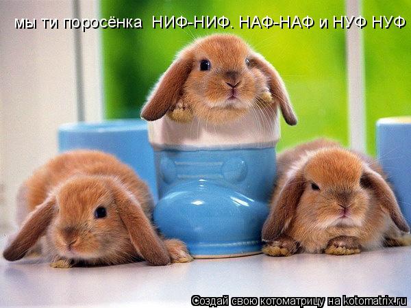Котоматрица: мы ти поросёнка  НИФ-НИФ. НАФ-НАФ и НУФ НУФ