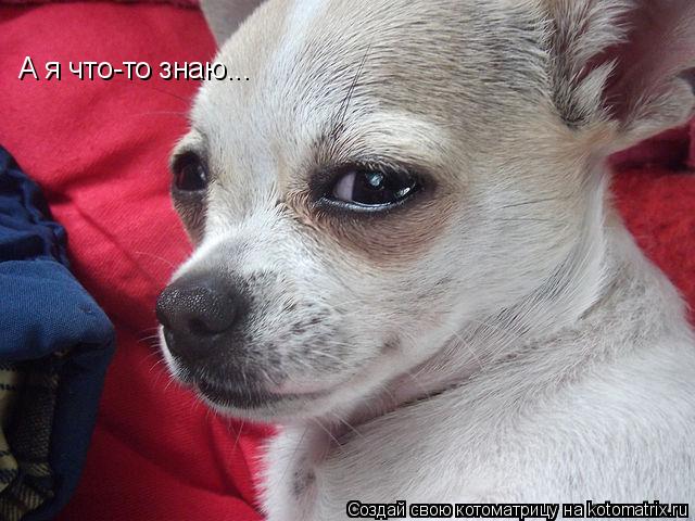 Котоматрица: А я что-то знаю...