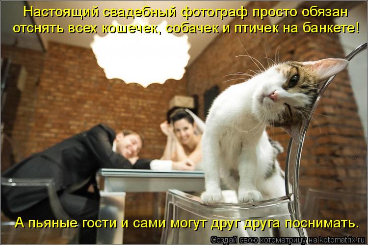 Настоящий свадебный фотограф просто обязан отснять всех кошечек, собачек и птичек на банкете! А пьяны... Котоматрица: Настоящий свадебный фотограф просто обязан отснять всех кошечек, собачек и птичек на банкете! А пьяные гости и сами могут друг друга посним