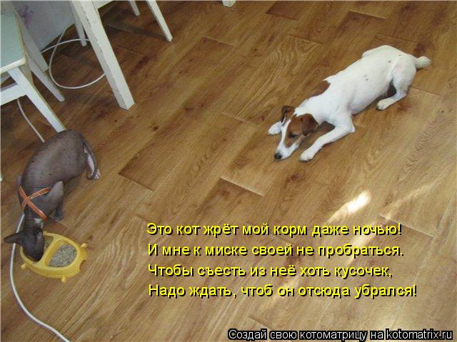 Котоматрица: Это кот жрёт мой корм даже ночью! И мне к миске своей не пробраться. Чтобы съесть из неё хоть кусочек, Надо ждать, чтоб он отсюда убрался!