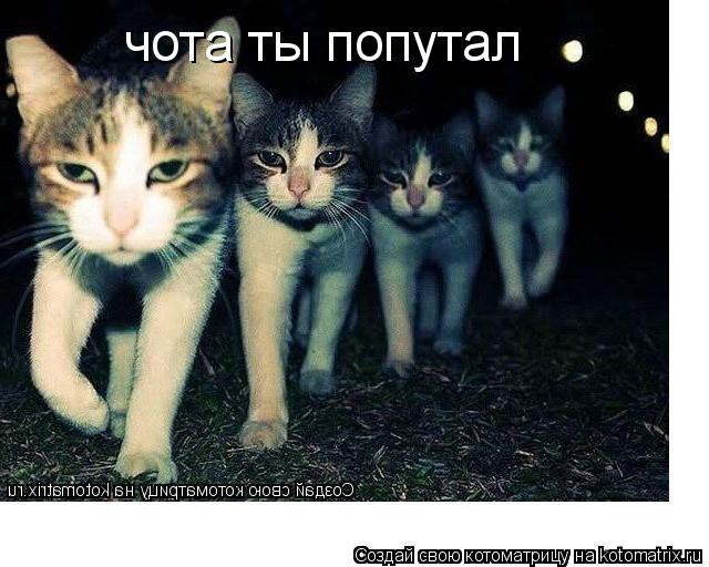 Котоматрица: чота ты попутал